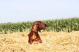 SETTER IRLANDAIS 018